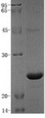 SDS-PAGE (Gh-067M).jpg